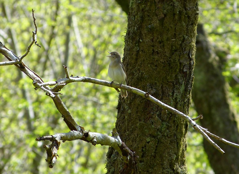 P1040889 - Garden Warbler, RSPB Dinas