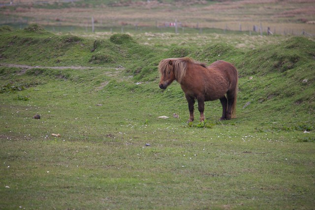 Shetland Pony!