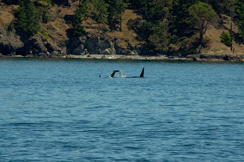 Orca Calf Tail Slap