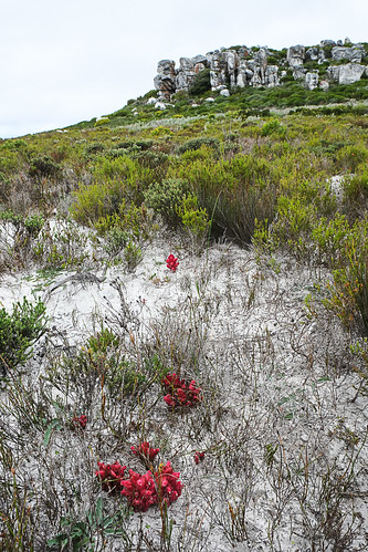 Hyobanche sanguinea at Cape Point by andiwolfe