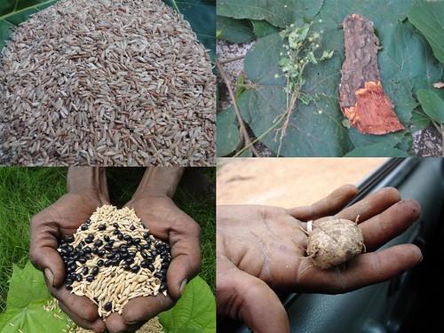 Indigenous Medicinal Rice Formulations for Kidney, Heart and Spleen Diseases and Cancer and Diabetes Complications (TH Group-119) from Pankaj Oudhia’s Medicinal Plant Database by Pankaj Oudhia
