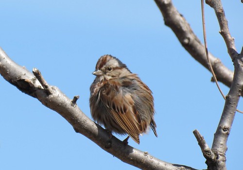 Song Sparrow - Bruant chanteur  Lasalle  5 Avril 2012  IMG_0239 by Diane G....Joyeuses Pâques - Happy Easter!