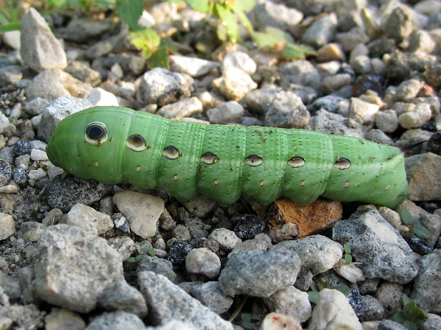 Tersa Sphinx Moth caterpillar