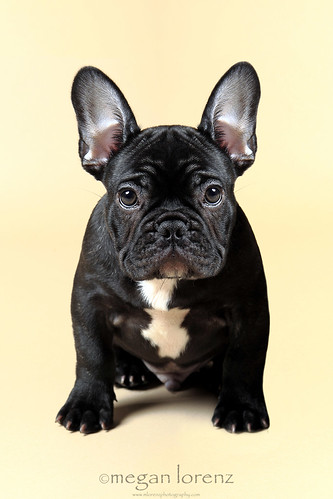Frenchie Fever by Megan Lorenz