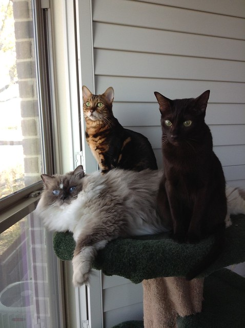 Ellie, Koa, and Tyco on Cat Tree
