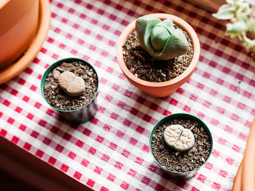 Split Rock and Lithops with wrinkles