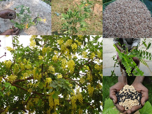 Potential Medicinal Rice Formulations for Cancer and Diabetes Complications and Revitalization of Pancreas (TH Group-128 special) from Pankaj Oudhia’s Medicinal Plant Database by Pankaj Oudhia