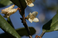 Elaeagnaceae  グミ科