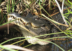 Everglades, USA