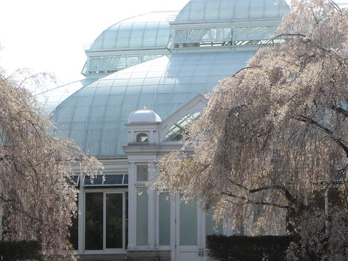 conservatory and cherry trees, closeup