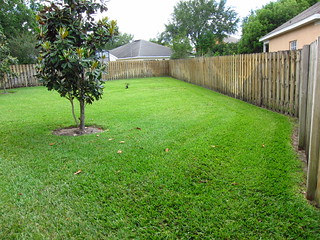 Our Yard: Before the Drake Elm