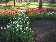 Early Tulips (4/12/2012)