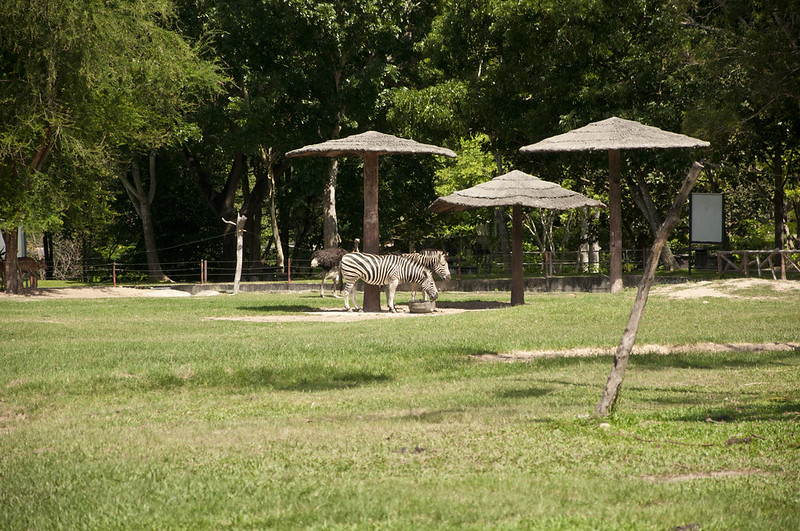 Зебры в зоопарке Кхао Кхео