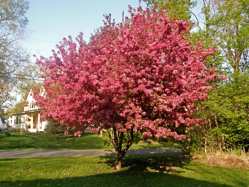Our crab apple tree