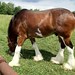 Clydesdales 17