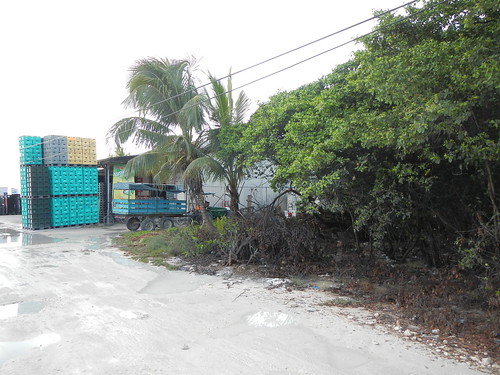 Bottle warehouse at edge of mangrove swamp