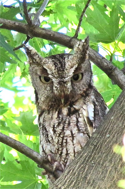 Larger Parent of the Eastern Screech-owl Family in Livingston County, IL