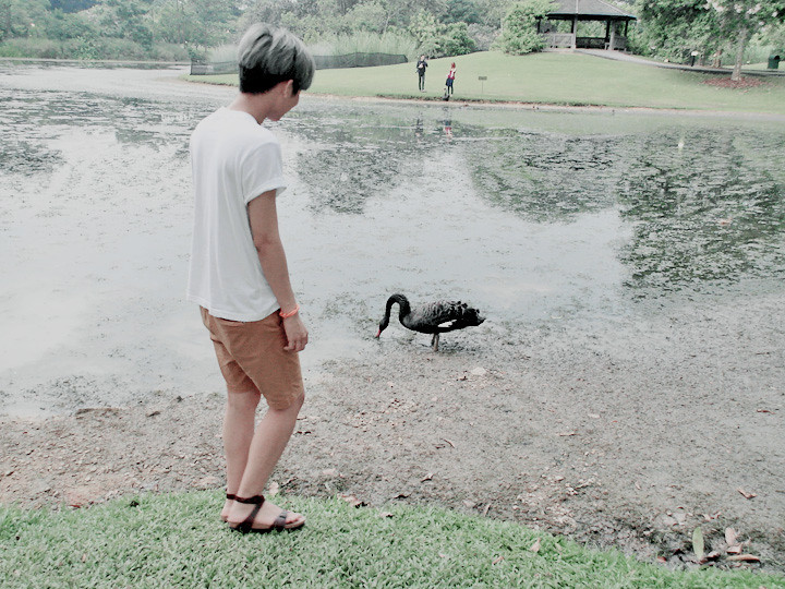 typicalben black swan at botanic gardens
