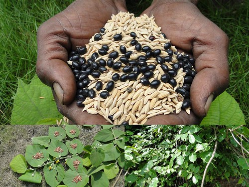 Medicinal Rice Formulations for Diabetes Complications, Heart and Kidney Diseases (TH Group-79) from Pankaj Oudhia’s Medicinal Plant Database by Pankaj Oudhia