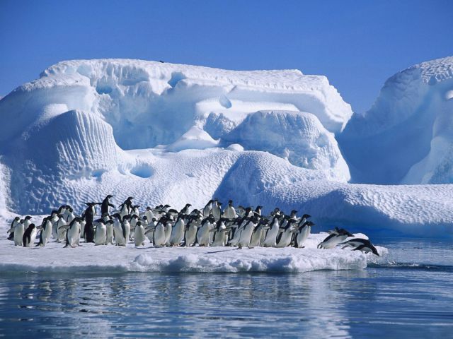 pinguinos-diarioecologia.jpg