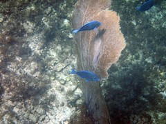 Anguila Snorkeling