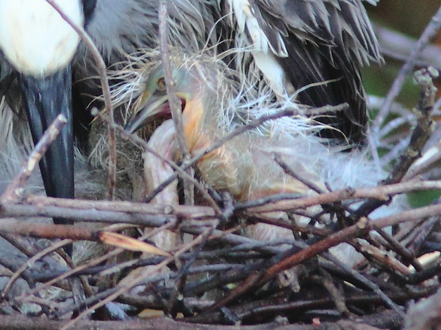 Yellow-crowned Night-Heron chick choking close1