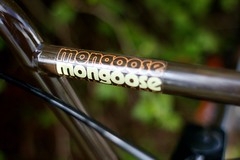 Mongoose bokeh