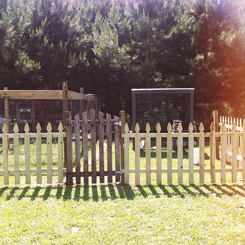 what I got for my anniversary. a picket fence around my chicken pen. I love it so much!