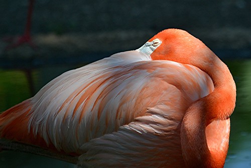 Flamingo twists and turns to get ready for its nap by jungle mama