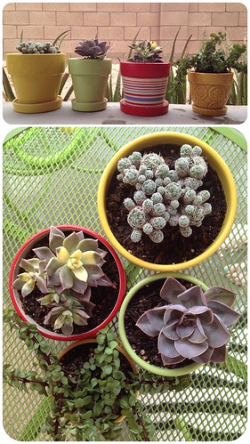 potted succulents by ceck0face