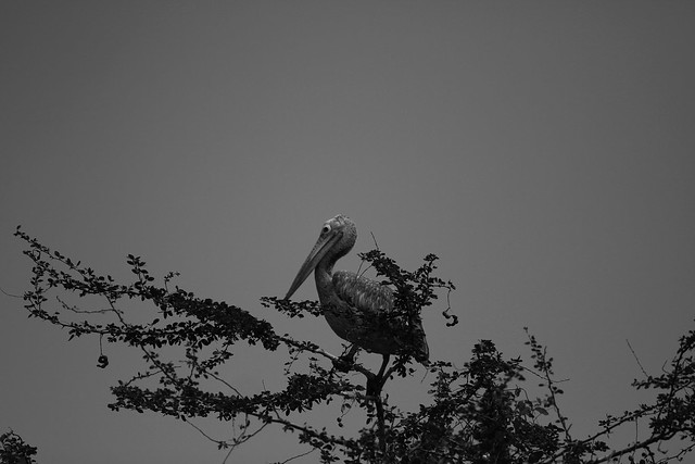 Ranganthithu Bird Sanctuary
