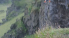 Puffin, flying