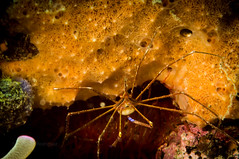 Underwater Macro Photography