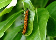 Caterpillars of the World