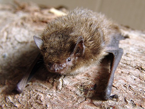 伏翼蝙蝠（Nathusius’ pipistrelle），一種僅拇指大小的蝙蝠。（來源：維基百科）