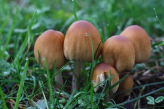 Mushroom Family by Cobra_11