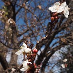 In the neighborhood: Apricot Blossoms - 6