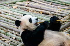 Panda Breeding Center, Chengdu