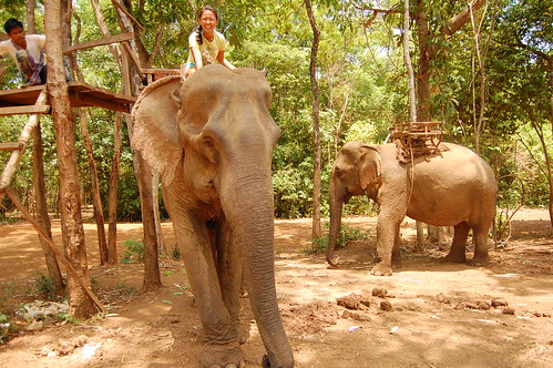 Elephant Nature Park 11