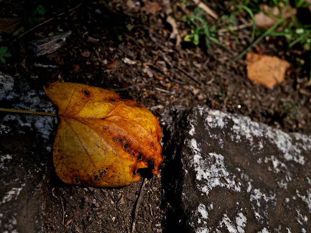 leaf by Takekazu Omi, on Flickr