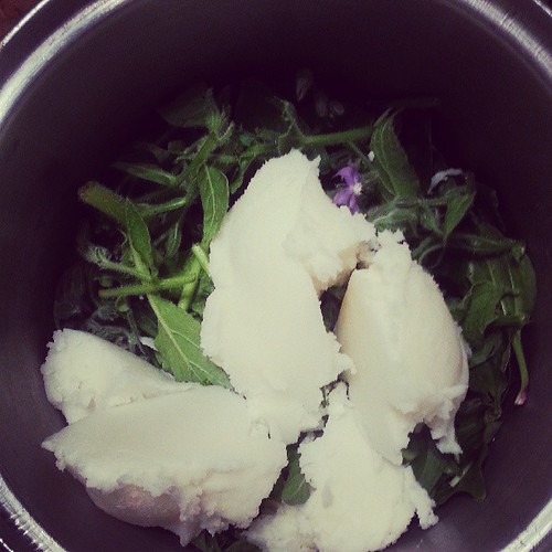 Makings of comfrey, plantain and chickweed salve. #herbal #medicinals #homesteading