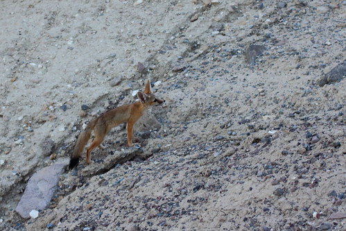 Death Valley coyote