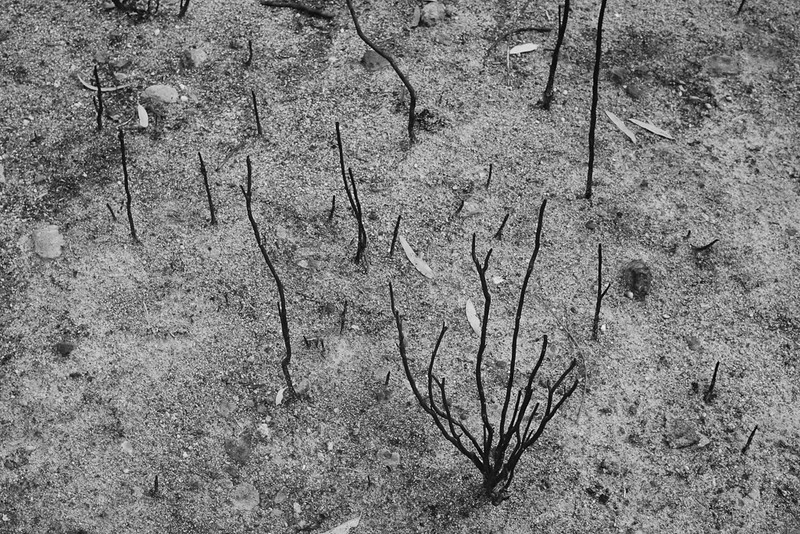 From the series "A Scene After Forest Fire"