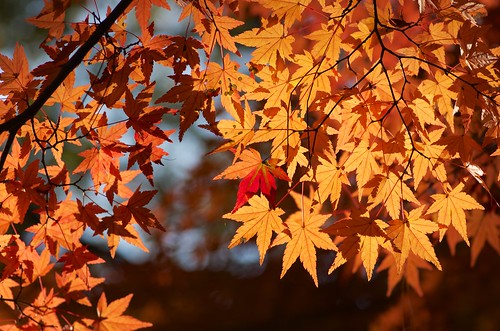 秋から冬へ FROM AUTUMN TO WINTER by nomachishinri