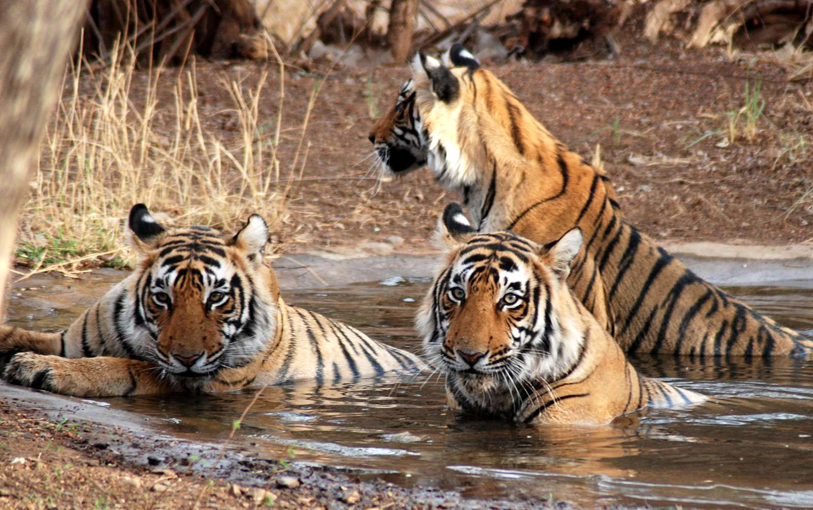 बाघों पर संकट