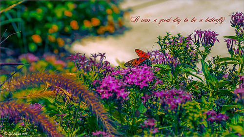Image of Monarch Butterfly on a pink penta in yard