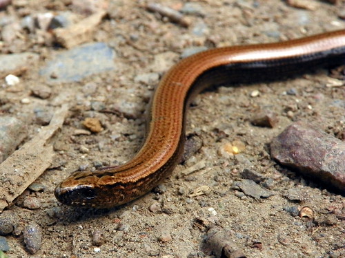Slow Worm (Anguis fragilis) by Peter aka anemoneprojectors