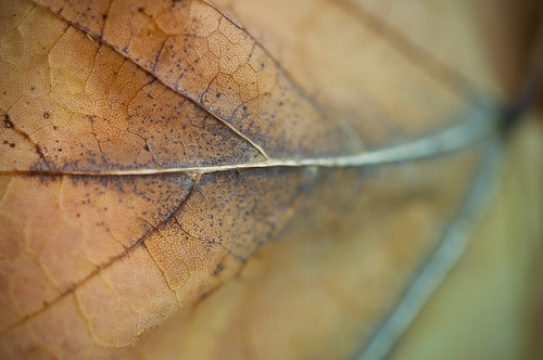 Leaf Detail by petetaylor