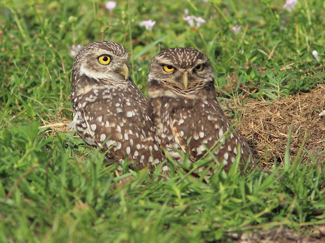 Burrowing Owls 03-20131114