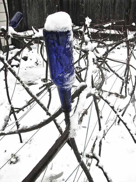 Blue bottle in the snow